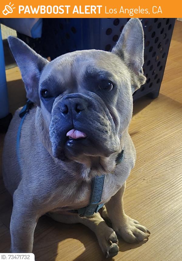 Found/Stray Male Dog last seen Imperial, Los Angeles, CA 90047