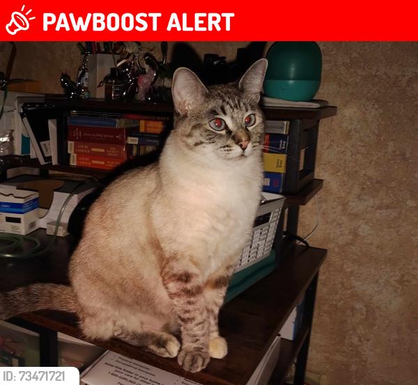 Lost Female Cat last seen Western Hills, Camp Pendleton South, CA 92058