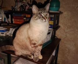 Lost Female Cat last seen Western Hills, Camp Pendleton South, CA 92058