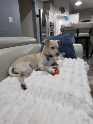 Reunited Female Dog last seen Cortez Rd. just north of Beach Blvd., Jacksonville, FL 32246