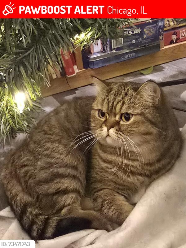 Lost Female Cat last seen Near, Chicago, IL 60634