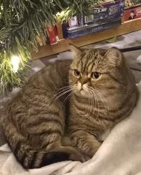 Lost Female Cat last seen Near, Chicago, IL 60634