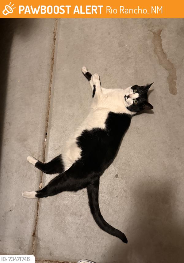 Found/Stray Unknown Cat last seen Northern, Broadmoor, Rio Rancho, NM 87144