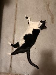 Found/Stray Unknown Cat last seen Northern, Broadmoor, Rio Rancho, NM 87144