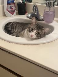 Lost Male Cat last seen sunnyside ave and 1st street, Clovis, CA 93612