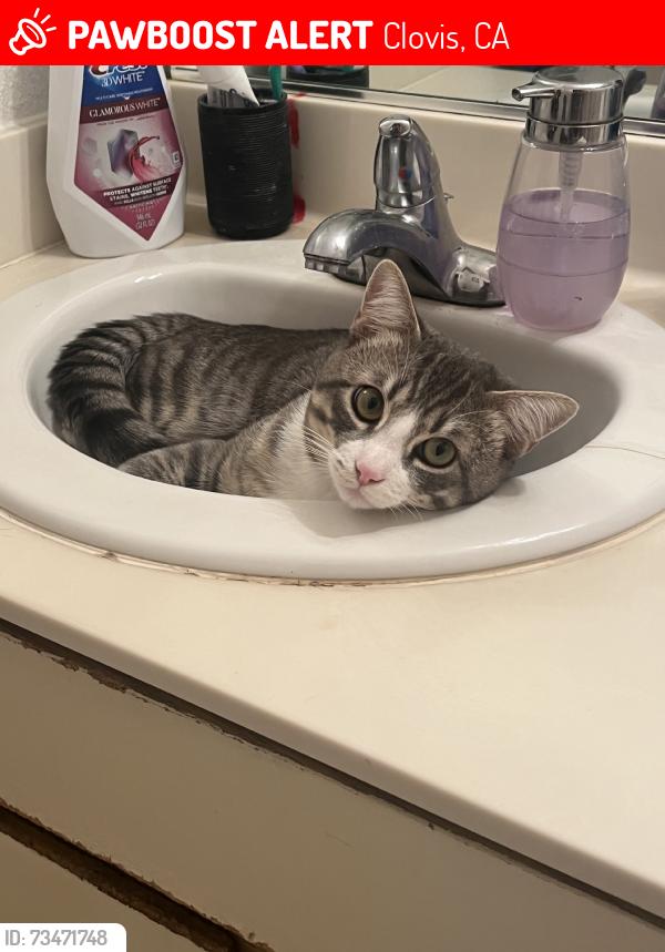 Lost Male Cat last seen sunnyside ave and 1st street, Clovis, CA 93612