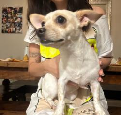 Found/Stray Female Dog last seen Corner of Lawrence Crossley and Cree Rd, Palm Springs, CA 92234