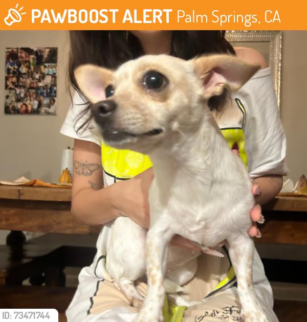 Found/Stray Female Dog last seen Corner of Lawrence Crossley and Cree Rd, Palm Springs, CA 92234