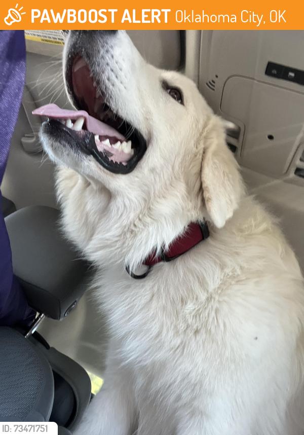 Found/Stray Male Dog last seen Walmart West Reno Ave, Oklahoma City, OK 73128