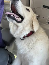 Found/Stray Male Dog last seen Walmart West Reno Ave, Oklahoma City, OK 73128