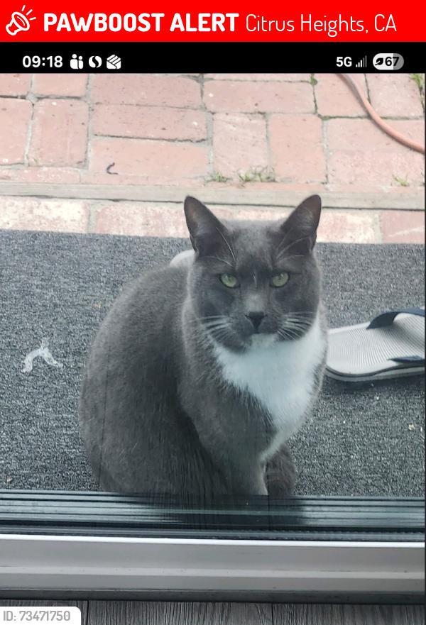 Lost Male Cat last seen Greenback/Mariposa Ave, Citrus Heights, CA 95621