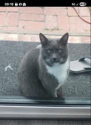 Lost Male Cat last seen Greenback/Mariposa Ave, Citrus Heights, CA 95621