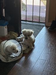 Reunited Male Dog last seen Near w 129th street, Hawthorne, CA 90250