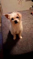 Found/Stray Female Dog last seen Valentine/West Shields/Brawley Fresno CA, Fresno, CA 93726