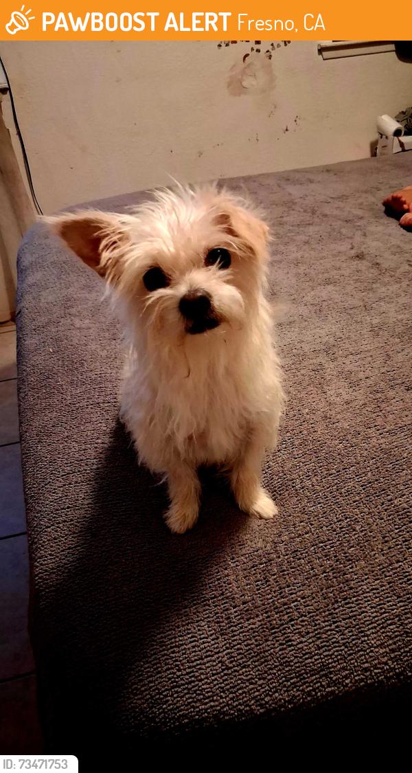 Found/Stray Female Dog last seen Valentine/West Shields/Brawley Fresno CA, Fresno, CA 93726