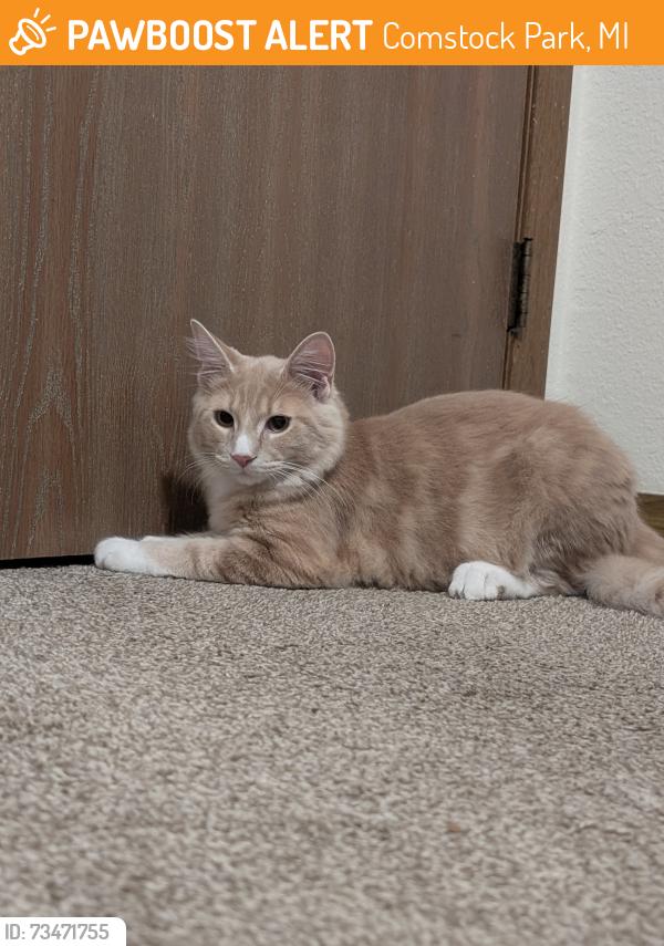 Found/Stray Male Cat last seen York Creek cndmniums, Comstock Park, MI 49321