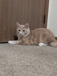 Found/Stray Male Cat last seen York Creek cndmniums, Comstock Park, MI 49321