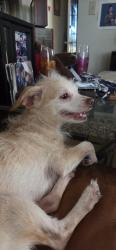 Lost Female Dog last seen Palm and Reef, San Diego, CA 92154