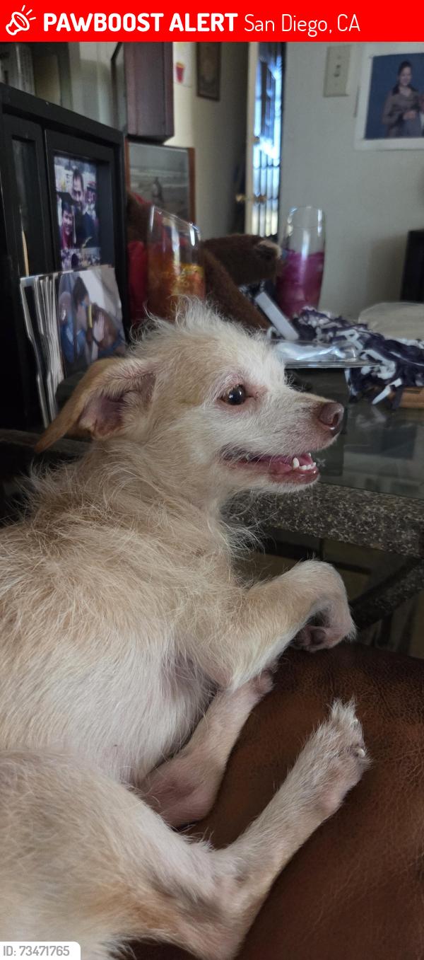 Lost Female Dog last seen Palm and Reef, San Diego, CA 92154