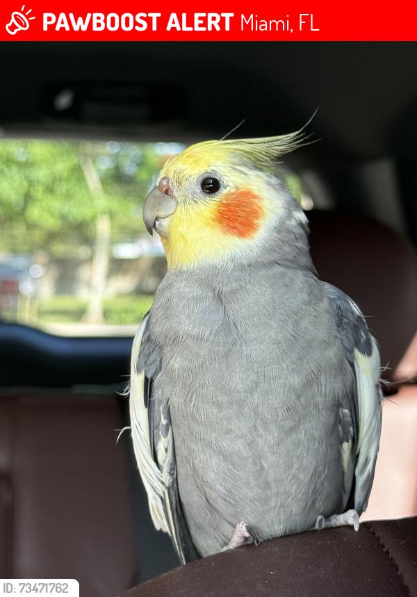 Lost Male Bird last seen Around downtown/Brickell city center, Miami, FL 33130
