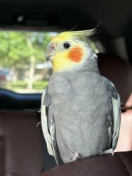 Lost Male Bird last seen Around downtown/Brickell city center, Miami, FL 33130