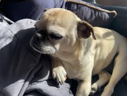 Lost Female Dog last seen 36th Ave W and West Smith in Magnolia Seattle, Seattle, WA 98199
