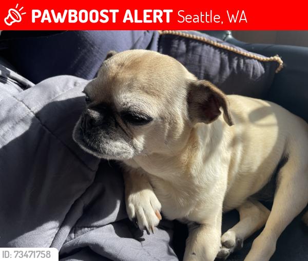 Lost Female Dog last seen 36th Ave W and West Smith in Magnolia Seattle, Seattle, WA 98199
