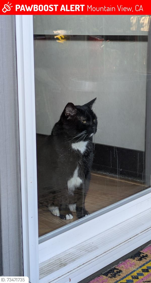 Lost Male Cat last seen Middlefield & Easy St (Creekside Park), Mountain View, CA 94043