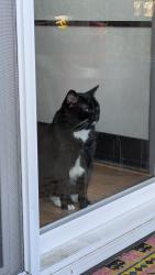 Lost Male Cat last seen Middlefield & Easy St (Creekside Park), Mountain View, CA 94043
