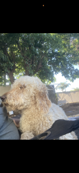 Lost Female Dog last seen Fresno, Fresno, CA 93702