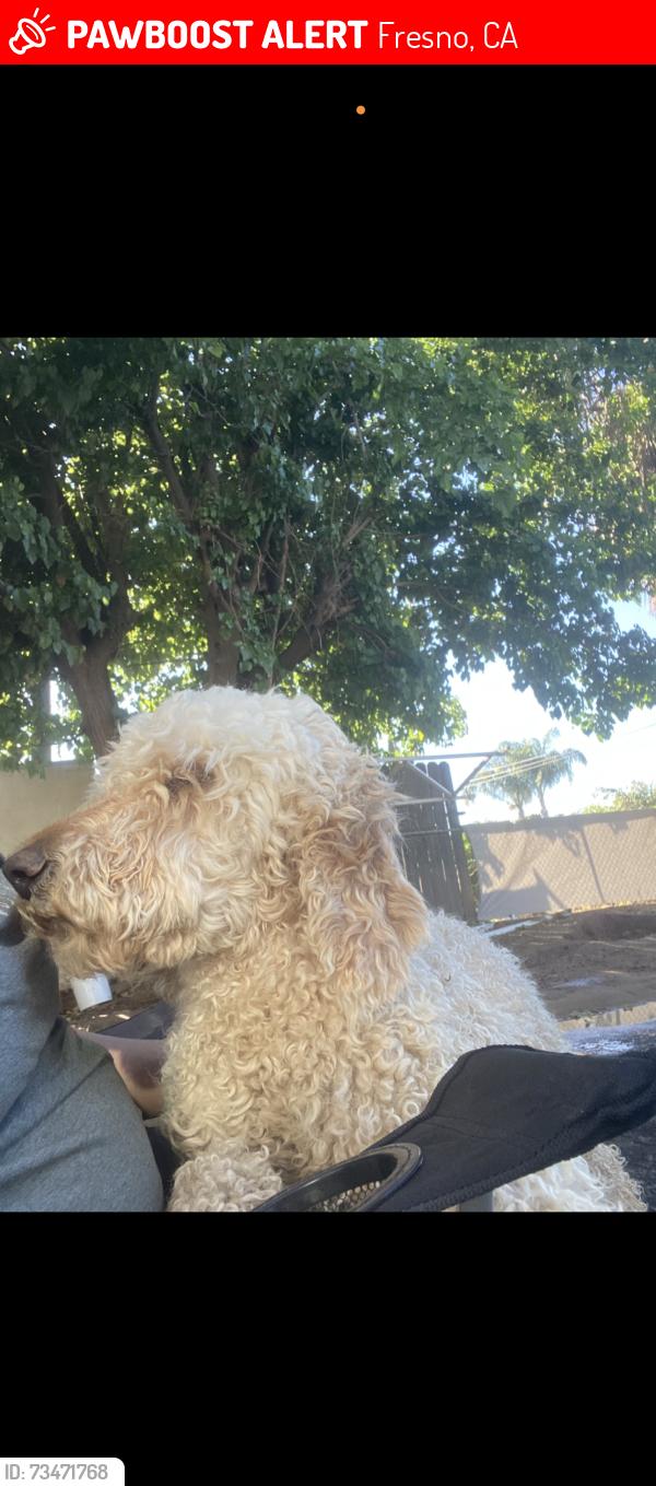 Lost Female Dog last seen Fresno, Fresno, CA 93702