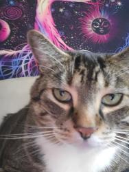 Reunited Male Cat last seen Brentwood Crescent, Surrey, BC 