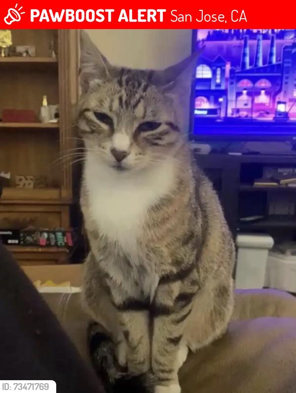 Lost Female Cat last seen Next to the college, San Jose, CA 95112