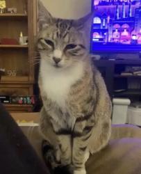 Lost Female Cat last seen Next to the college, San Jose, CA 95112