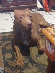 Found/Stray Female Dog last seen 29th st and bell rd, Phoenix, AZ 85032