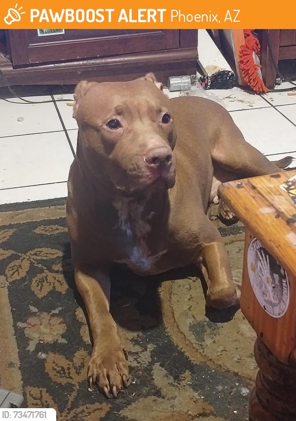 Found/Stray Female Dog last seen 29th st and bell rd, Phoenix, AZ 85032
