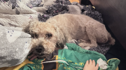 Reunited Female Dog last seen troy hills road, Hanover, NJ 07981