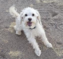 Reunited Female Dog last seen E Charleston Blvd & S Eastern Ave, Las Vegas, NV 89101, USA, Las Vegas, NV 89101