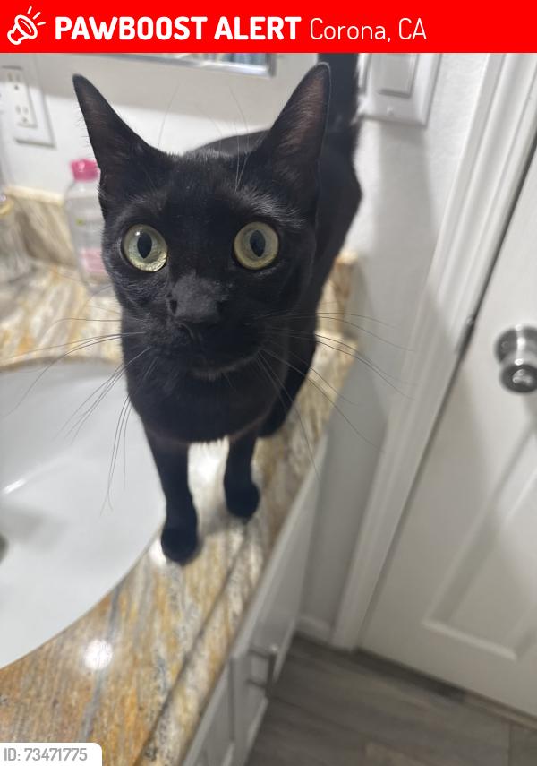 Lost Female Cat last seen W Harrison st, Corona, CA 92878