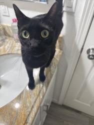 Lost Female Cat last seen W Harrison st, Corona, CA 92878