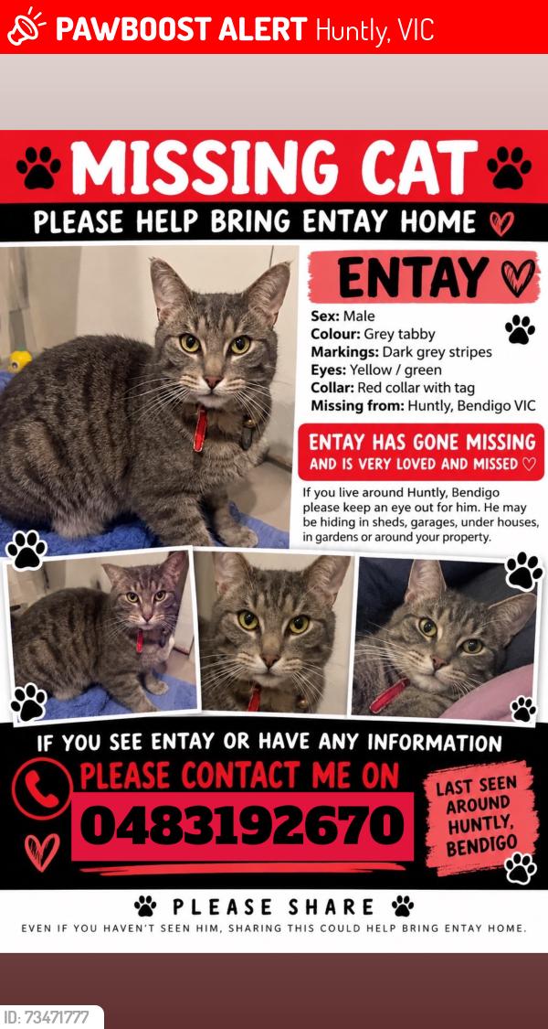 Lost Male Cat last seen Huntly/ epsom/ bagshot, Huntly, VIC 3551
