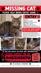Lost Male Cat last seen Huntly/ epsom/ bagshot, Huntly, VIC 3551