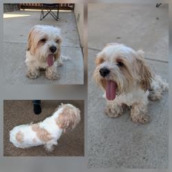 Found/Stray Male Dog last seen Laspina Ave Tulare Ca, Tulare, CA 93274