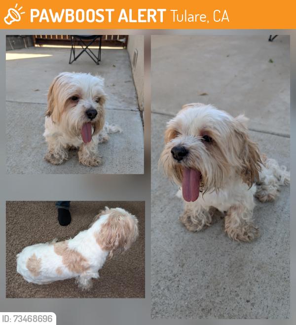 Found/Stray Male Dog last seen Laspina Ave Tulare Ca, Tulare, CA 93274