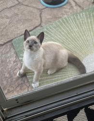 Lost Female Cat last seen In front yard at 1113 Bow Willow Trail Way., Chula Vista, CA 91915