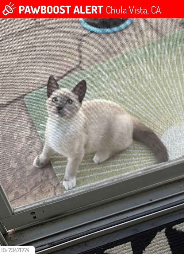 Lost Female Cat last seen In front yard at 1113 Bow Willow Trail Way., Chula Vista, CA 91915