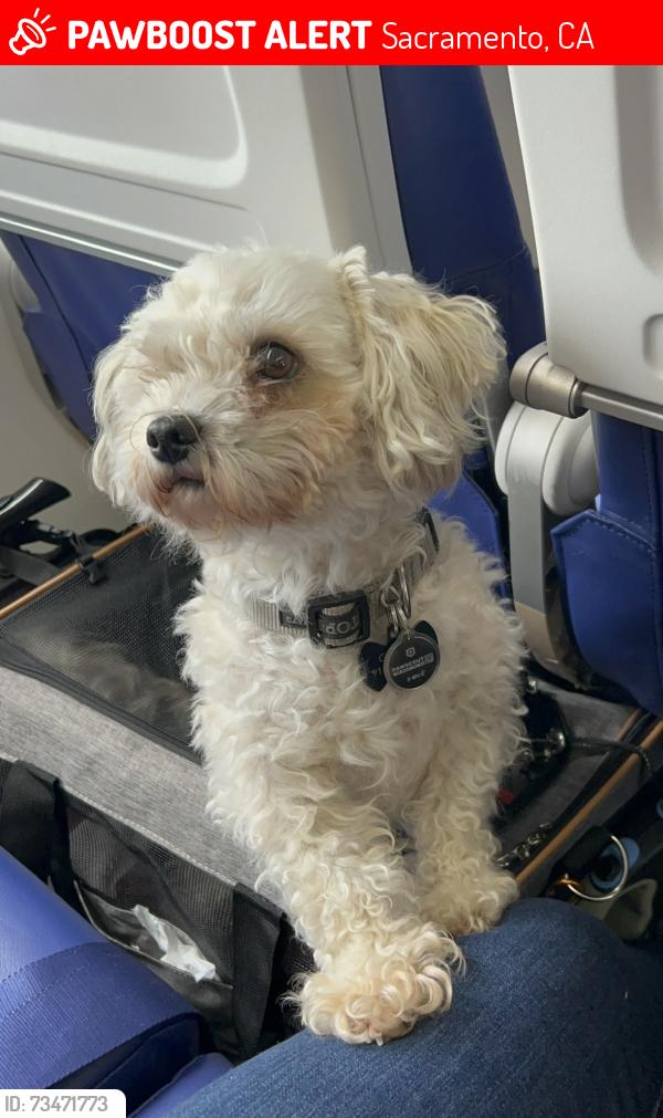 Lost Male Dog last seen Norwood ave, Sacramento, CA 95838