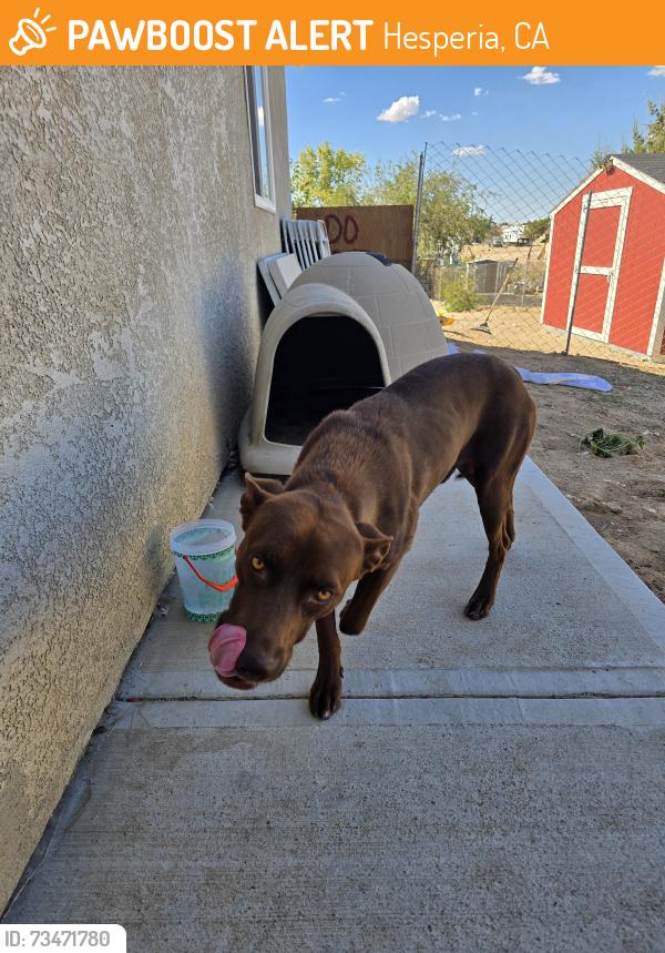 Found/Stray Male Dog last seen Deep creek, Hesperia, CA 92340