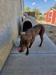 Found/Stray Male Dog last seen Deep creek, Hesperia, CA 92340