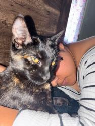 Lost Female Cat last seen Near sw 187 Ave., Beaverton, OR 97003